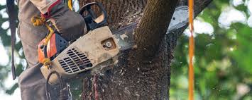 Best Arborist Consultation Services  in Stanley, VA