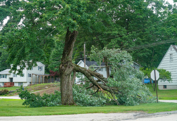 How Our Tree Care Process Works  in  Stanley, VA